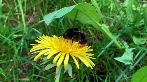 A bumblebee collects pollen from a dandelion. Stock Footage 310652788