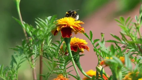 Bumblebee collects pollen on flower Video stock 79534493