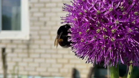 Bumblebee collects pollen on a flower Stock Footage 155299096