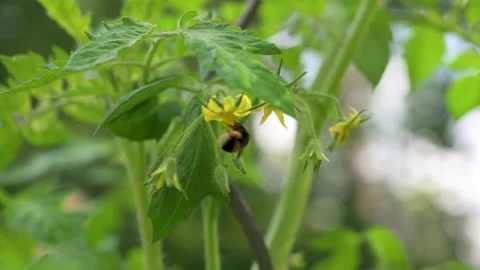 Bumblebee collects pollen in flowers Stock Footage 133241722