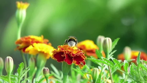 Bumblebee collects pollen Stock Footage 79535459