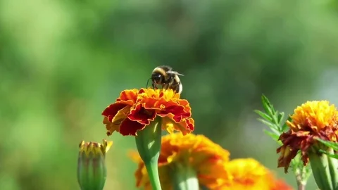 Bumblebee collects pollen Video stock 79535539