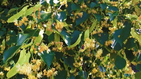 Bumblebee collects pollen Stock Footage 90888520