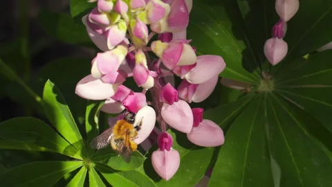 Bumblebee Collects Pollen Stock Footage 135011282