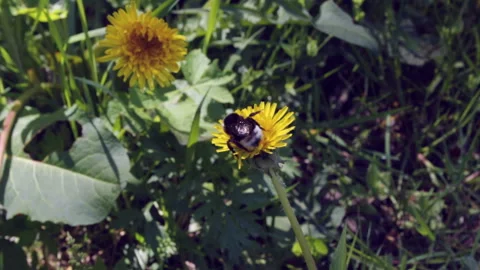 Bumblebee collects pollen Video stock 145363742