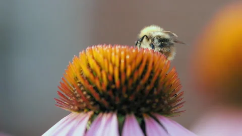 Bumblebee collects pollen Stock Footage 161175007
