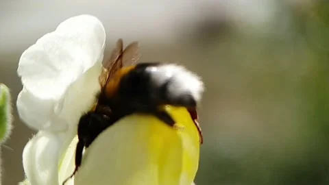 Bumblebee collects pollen from itself Stock Footage 211121159