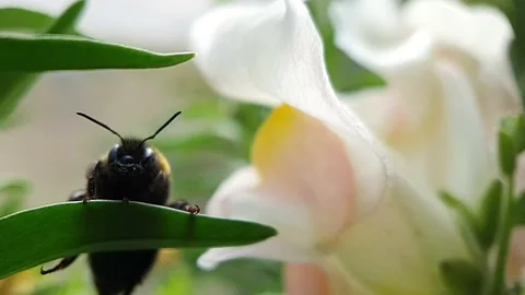 Bumblebee collects pollen from itself Video stock 211121402