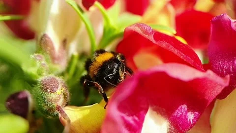 Bumblebee collects pollen from itself Stock Footage 211121413
