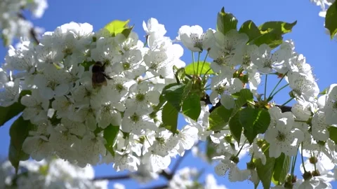 Bumblebee collects pollen from white cherry blossoms Video stock 154125439