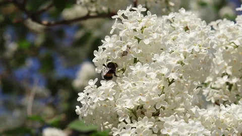 A bumblebee collects pollen from white lilac flowers Stock Footage 278334502