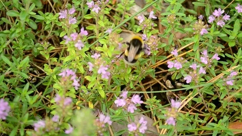 Bumblebee collects pollen from wild thyme flowers Stock Footage 87794577
