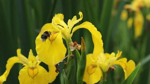 A bumblebee collects pollen from a yellow iris in an Italian garden with Mediter Stock-Footage 340845095