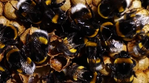 Bumblebee Colony with Queen, Brood Cells &amp; Nectar Pots – 4K Footage Stock-Footage 320671747