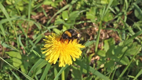Bumblebee combed and washed after spending the night on a dandelion flower Stock Footage 113274912