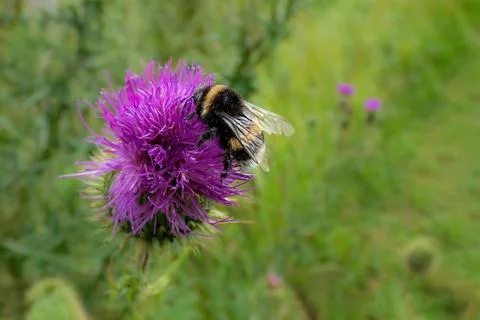 Bumblebee on a common scratch thistle, Cirsium vulgare Stock Photos