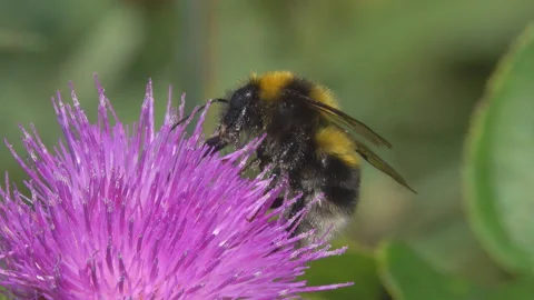 Bumblebee is on a common thistle flower Stock Footage 93021027