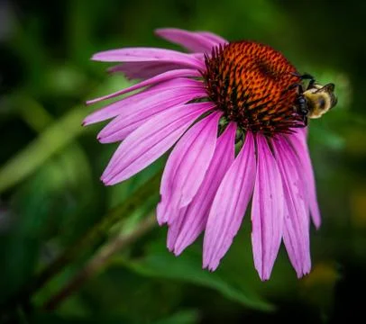 Bumblebee on cone flower Foto stock