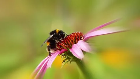 Bumblebee on coneflower, background spring time Stock Footage 145061356