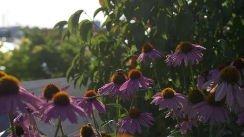 Bumblebee on coneflower / echinacea Video stock 114994408