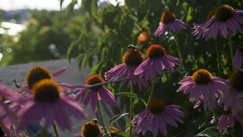 Bumblebee on coneflower / echinacea Video stock 114994410