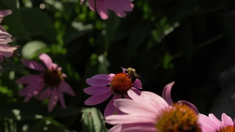 Bumblebee on coneflower / echinacea Video stock 114994412