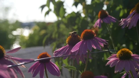 Bumblebee on coneflower / echinacea Video stock 114994413
