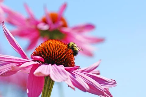 Bumblebee on coneflower Stock Photos