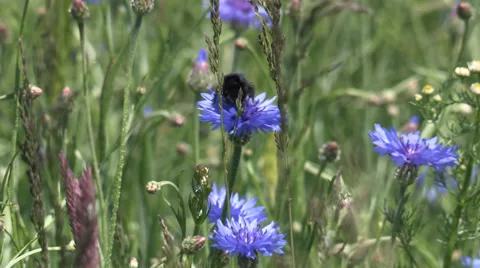 Bumblebee on a Cornflower Stock Footage 36176161