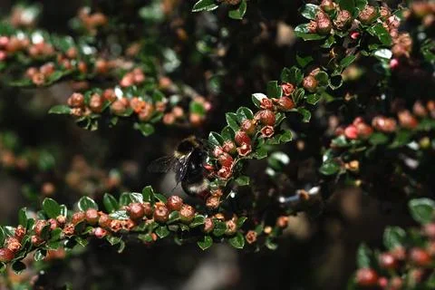 Bumblebee on a cotoneaster Stock-Fotos