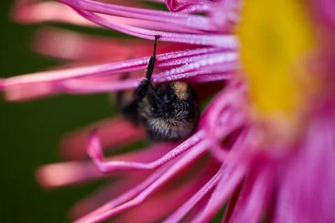 Bumblebee covered with dew, sleeps on the aster flower Stock Photos