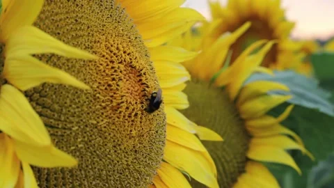 A bumblebee covered in pollen and collecting nectar from a yellow sunflower. Stock Footage 158640174