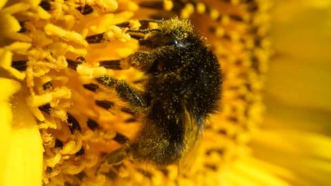Bumblebee covered with pollen collecting nectar from yellow sunflower Stock Photos