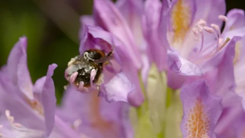 Bumblebee covered in pollen flying around a pink flower Stock Footage 91375893