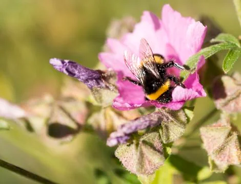 Bumblebee Covered in Pollen Gathering Nectar Stock Photos