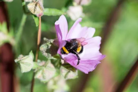 Bumblebee Covered in Pollen Gathering Nectar Stock Photos