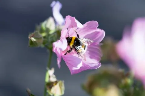 Bumblebee Covered in Pollen Gathering Nectar Stock Photos