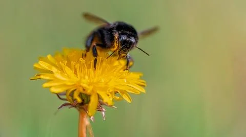 Bumblebee covered in pollen grains drinking nectar from yellow dandelion Stock-Fotos