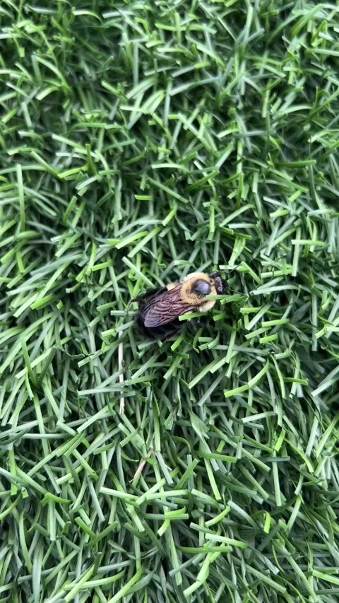 A bumblebee crawling on artificial grass nature versus artificial environment Stockbeeldmateriaal 343008661
