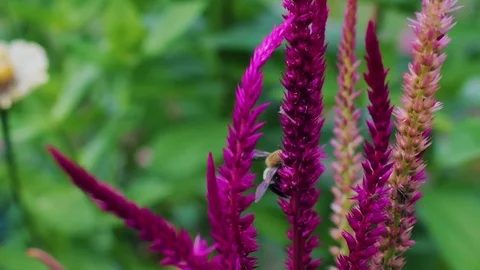 Bumblebee crawling on flowers Stock Footage 78771364