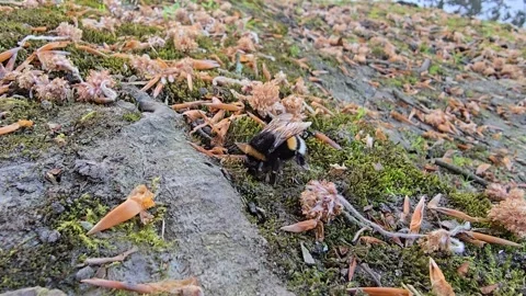 Bumblebee crawling on the ground among moss and fallen leaves in nature Video stock 341676732