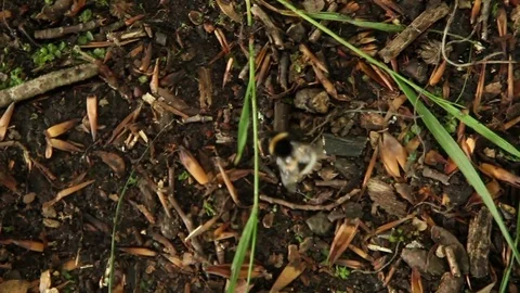 Bumblebee crawling on the ground Macro 스톡 동영상 84332445