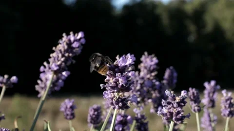 A bumblebee crawls about on a flower while getting nectar. Video stock 232598729
