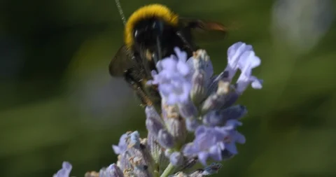 A Bumblebee Crawls and Flies Away from Branch Stock Footage 113149064