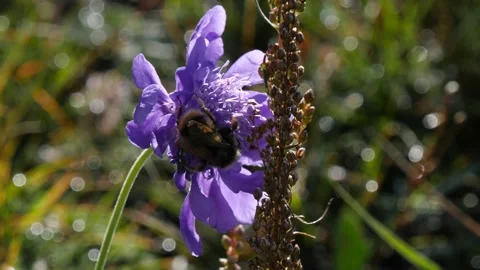 A bumblebee crawls on a flower. Stock Footage 195808465
