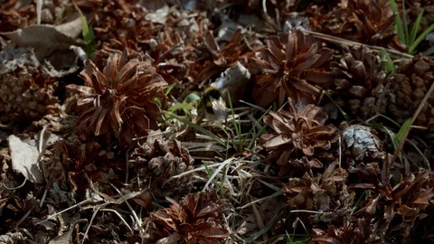 Bumblebee crawls on the grass on a Sunny day. Stock Footage 128656241