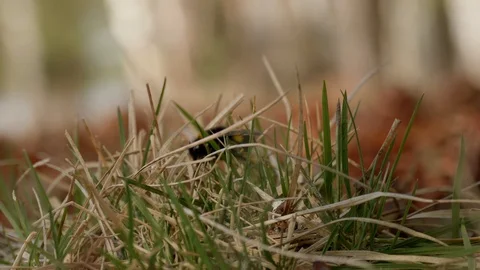 Bumblebee crawls on the grass on a Sunny day. Stock Footage 128656485