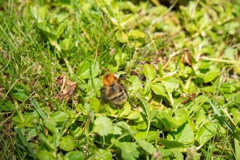 Bumblebee crawls on the ground Stock Photos