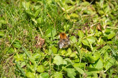 Bumblebee crawls on the ground Stock Photos
