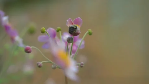 A bumblebee crawls into a pink flower Stock Footage 209287470